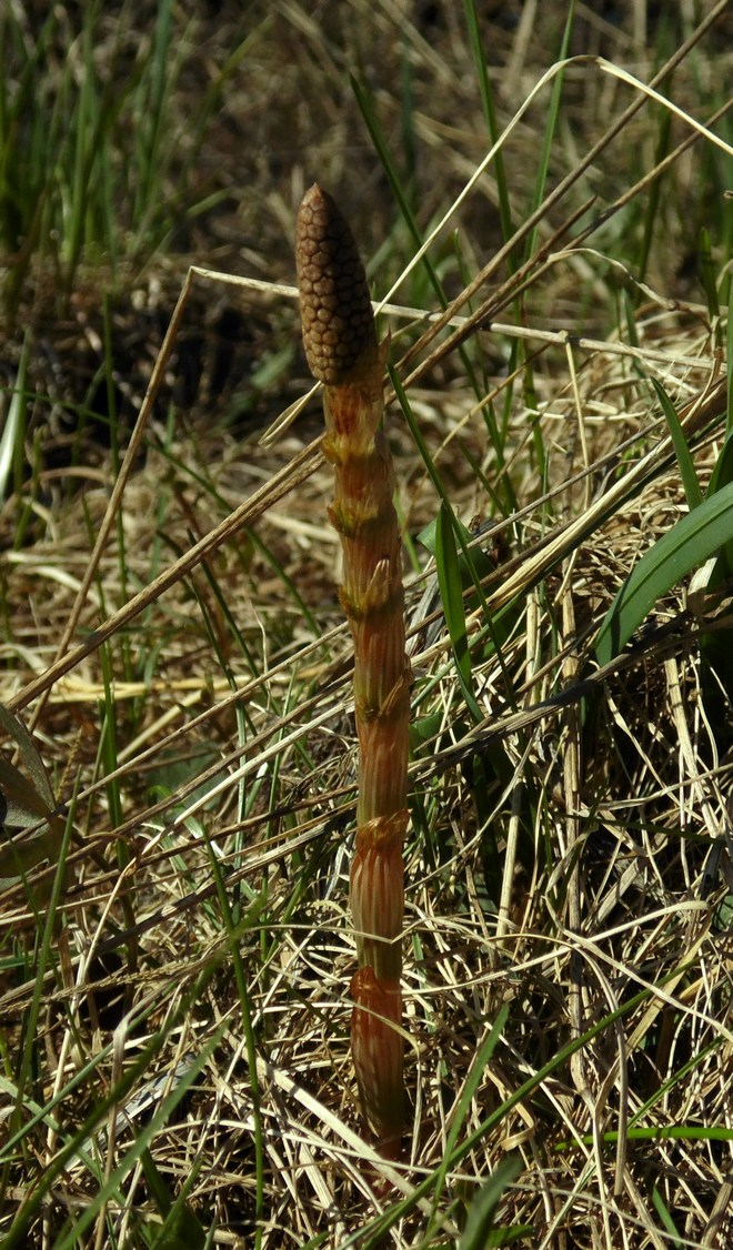 Изображение особи Equisetum sylvaticum.