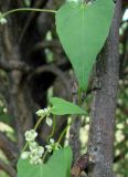 Fallopia convolvulus. Часть побега с листьями и цветками. Якутия (Саха), Нерюнгринский р-н, территория г. Нерюнгри. 24.07.2012.