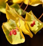 Lonicera prolifera