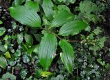 Smilacina hirta. Плодоносящее растение. Приморье, Лазовский р-н, окр. с. Беневское, долина р. Еломовский Ключ, смешанный лес. 18.08.2015.