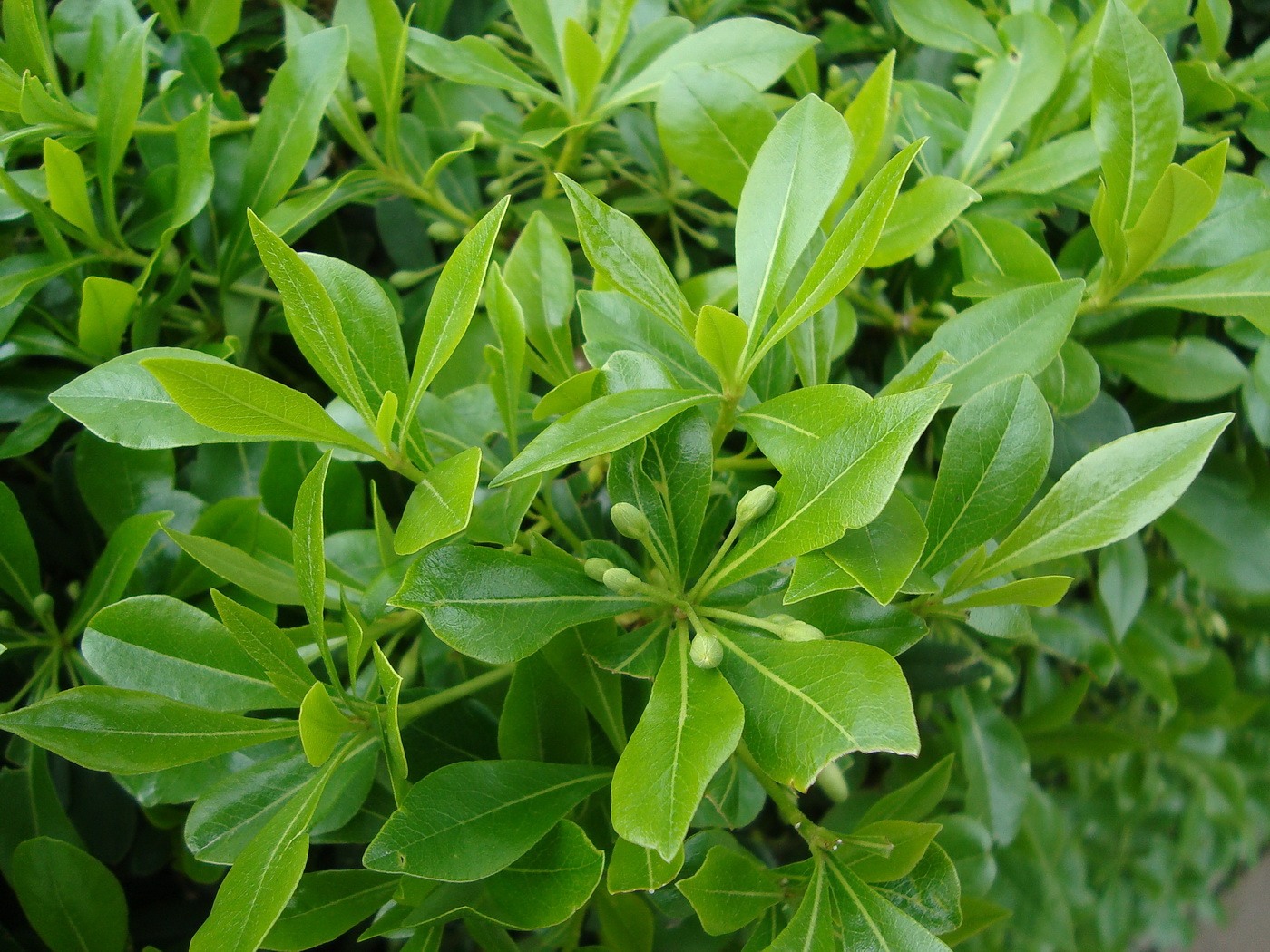 Image of Pittosporum heterophyllum specimen.