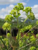 Alchemilla orthotricha