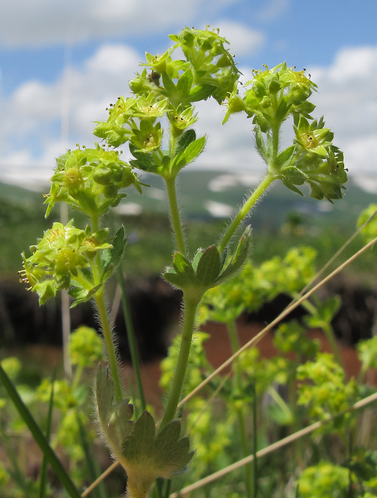 Изображение особи Alchemilla orthotricha.