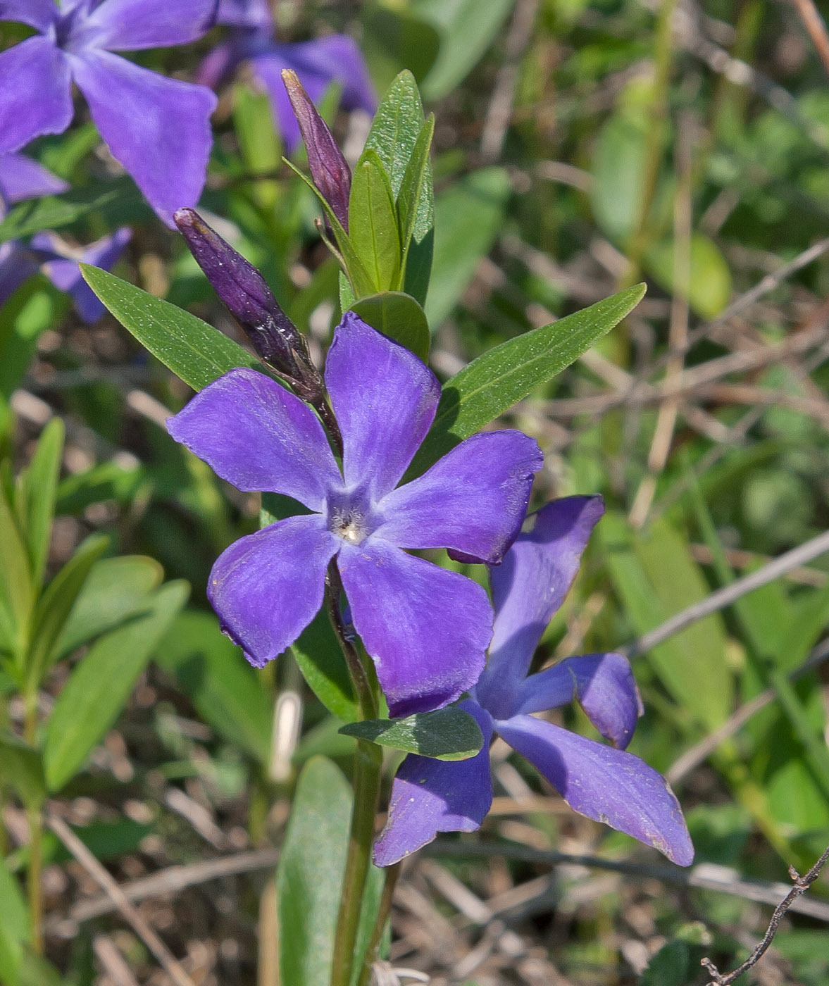 Image of Vinca herbacea specimen.