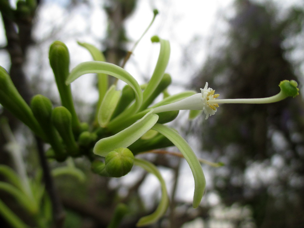 Image of Turraea floribunda specimen.