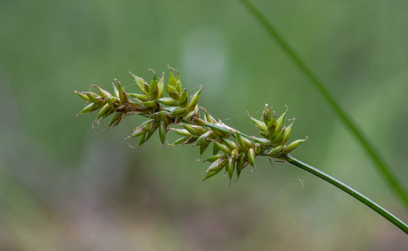 Изображение особи Carex elongata.