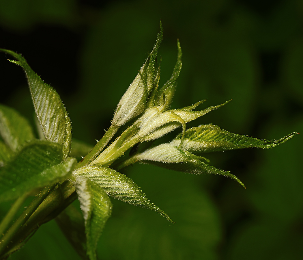 Image of Rubus allegheniensis specimen.