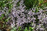 Limonium caspium. Цветущее растение. Крым, Арабатская стрелка, урочище Рожково, зал. Восточный Сиваш, на берегу южного плеса. 22.06.2016.