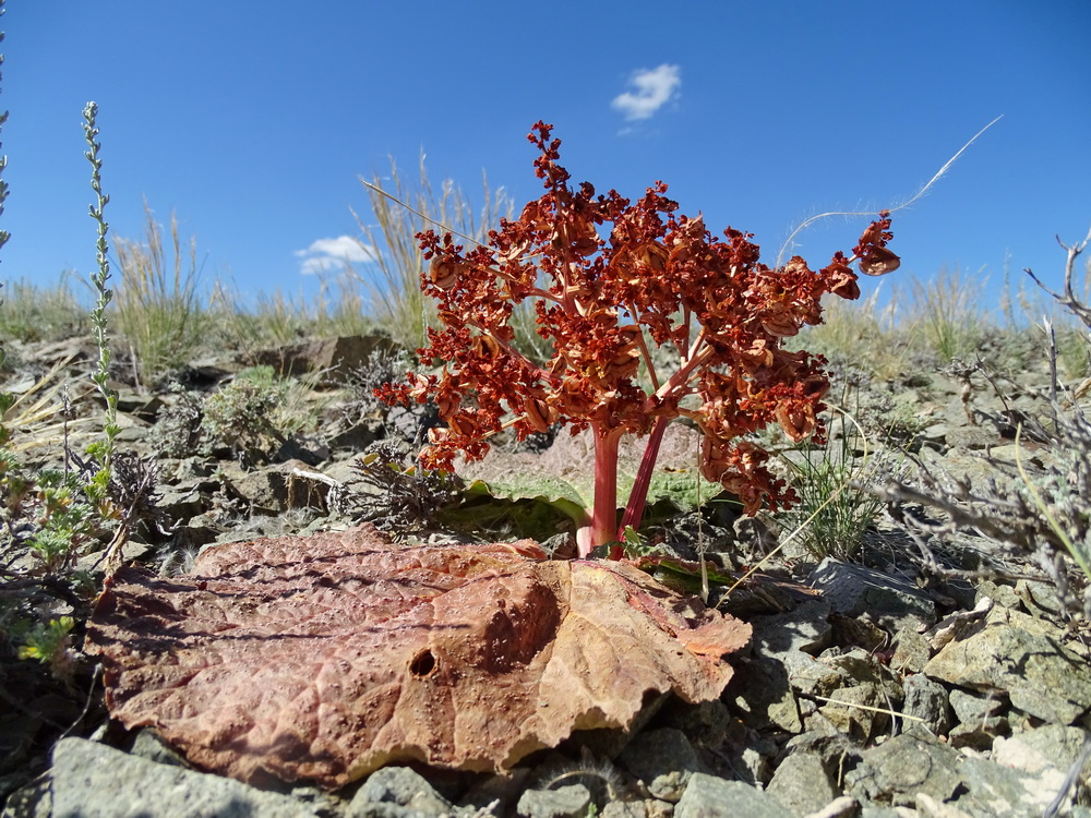 Image of Rheum nanum specimen.