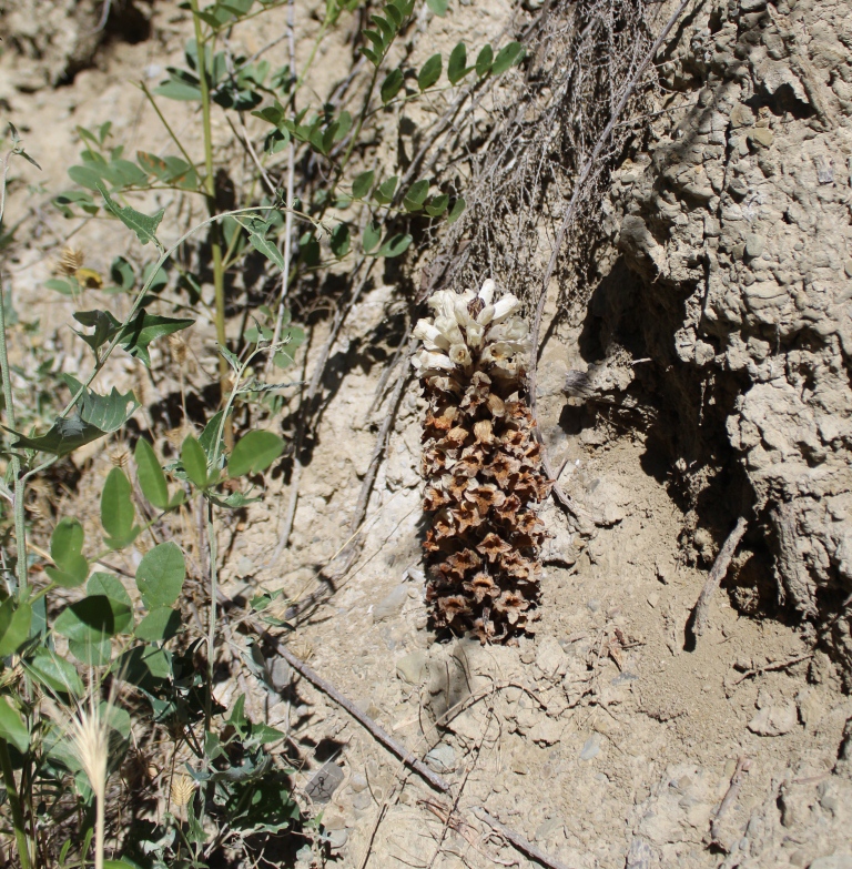 Image of Cistanche fissa specimen.