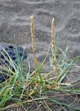 Leymus arenarius. Плодоносящее растение. Исландия, полуостров Снайфедльснес, песчаный пляж. 08.08.2016.