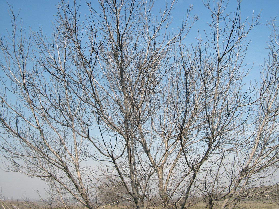 Image of Acer negundo specimen.