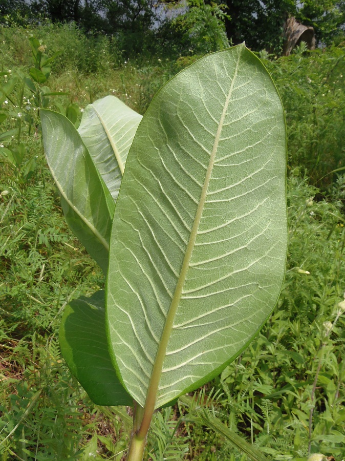 Image of Asclepias syriaca specimen.