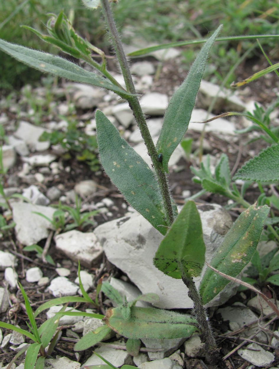 Image of Camelina microcarpa specimen.