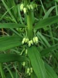 Polygonatum verticillatum