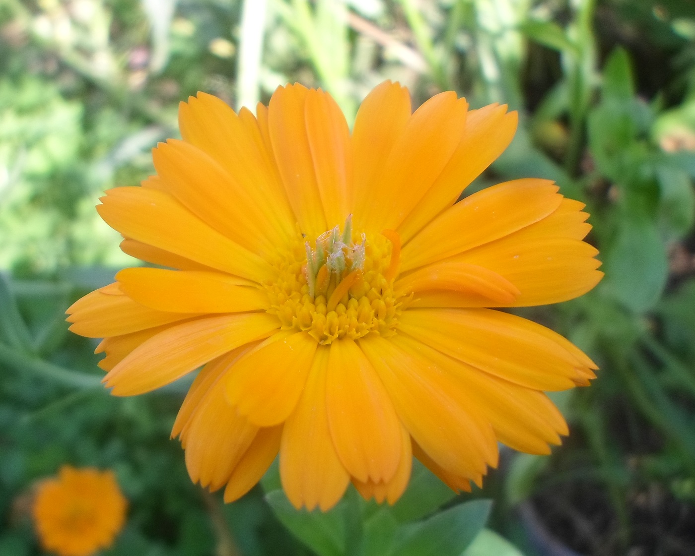 Image of Calendula officinalis specimen.