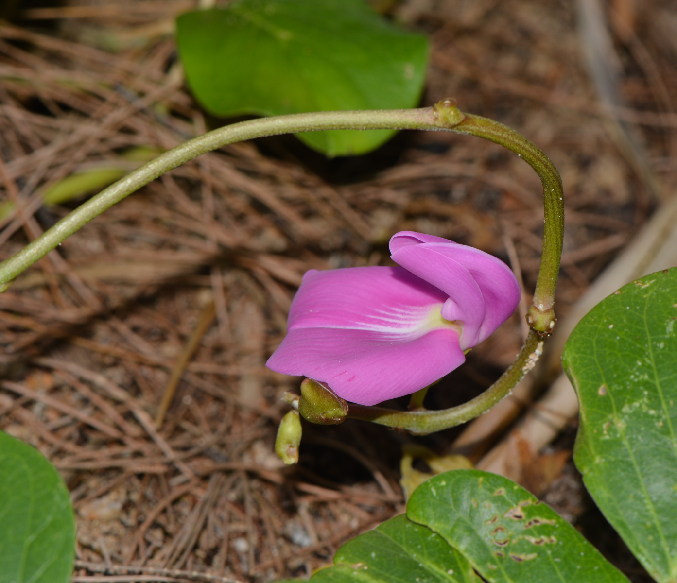 Image of Canavalia maritima specimen.