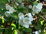 Philadelphus coronarius. Побеги с соцветиями. Московская обл., окр. г. Чехов, дачный участок. 08.07.2008.