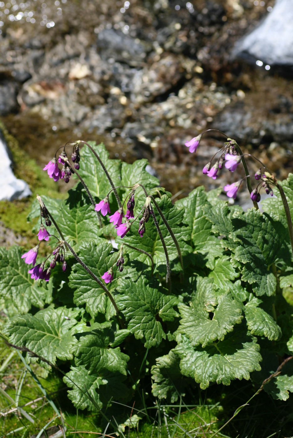 Image of Cortusa turkestanica specimen.