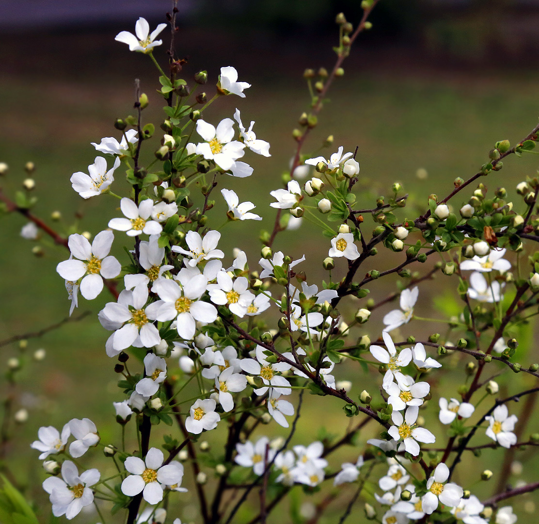 Image of Spiraea × arguta specimen.