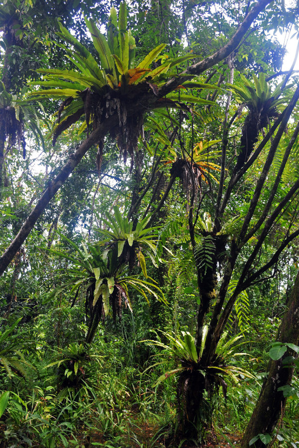 Image of Asplenium nidus specimen.