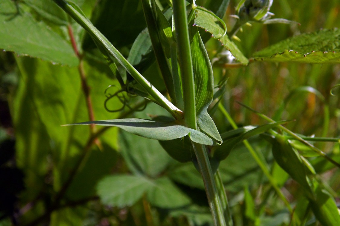 Изображение особи Lathyrus pratensis.