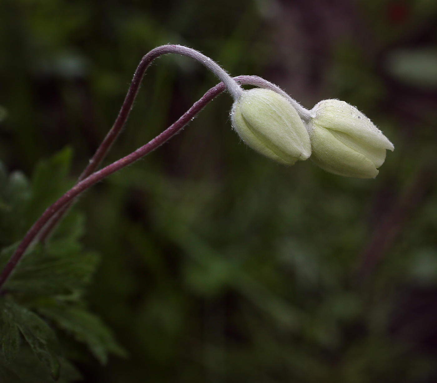 Изображение особи Anemone sylvestris.