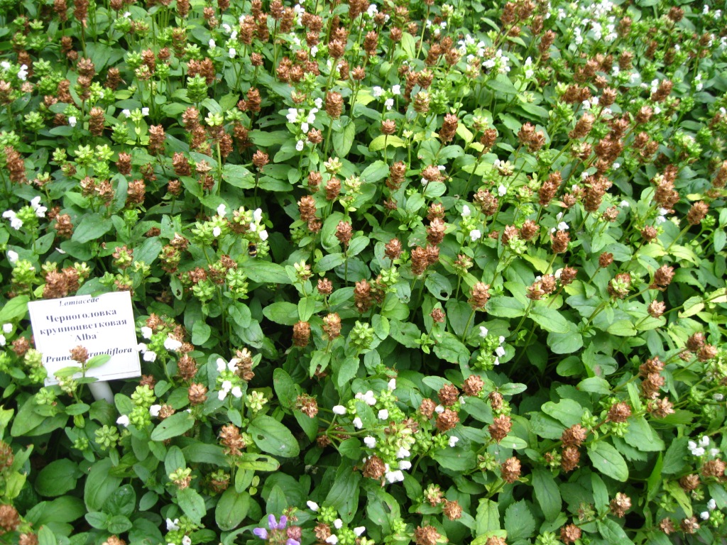 Image of Prunella grandiflora specimen.