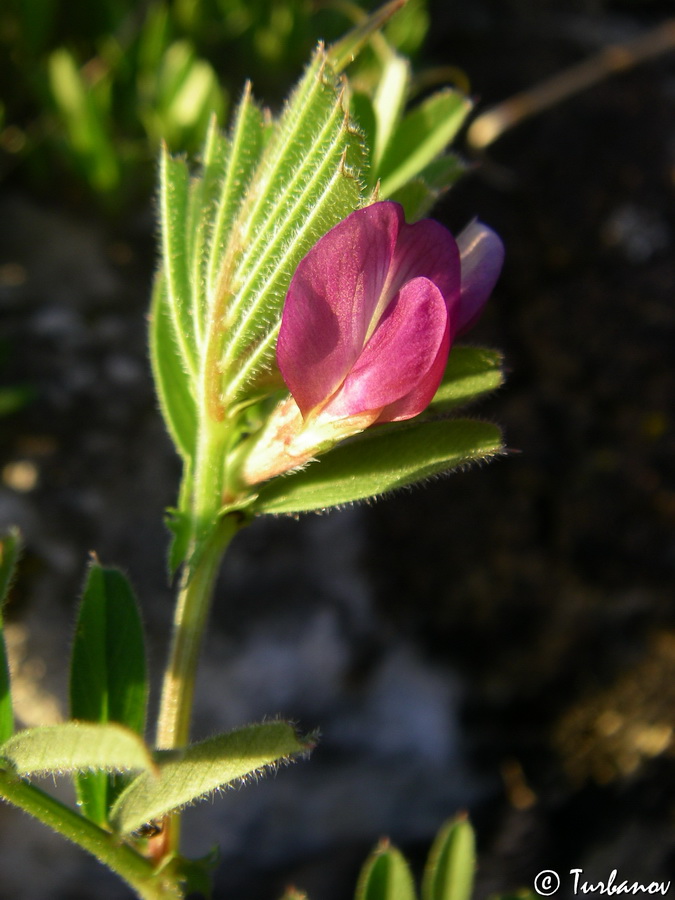 Image of genus Vicia specimen.