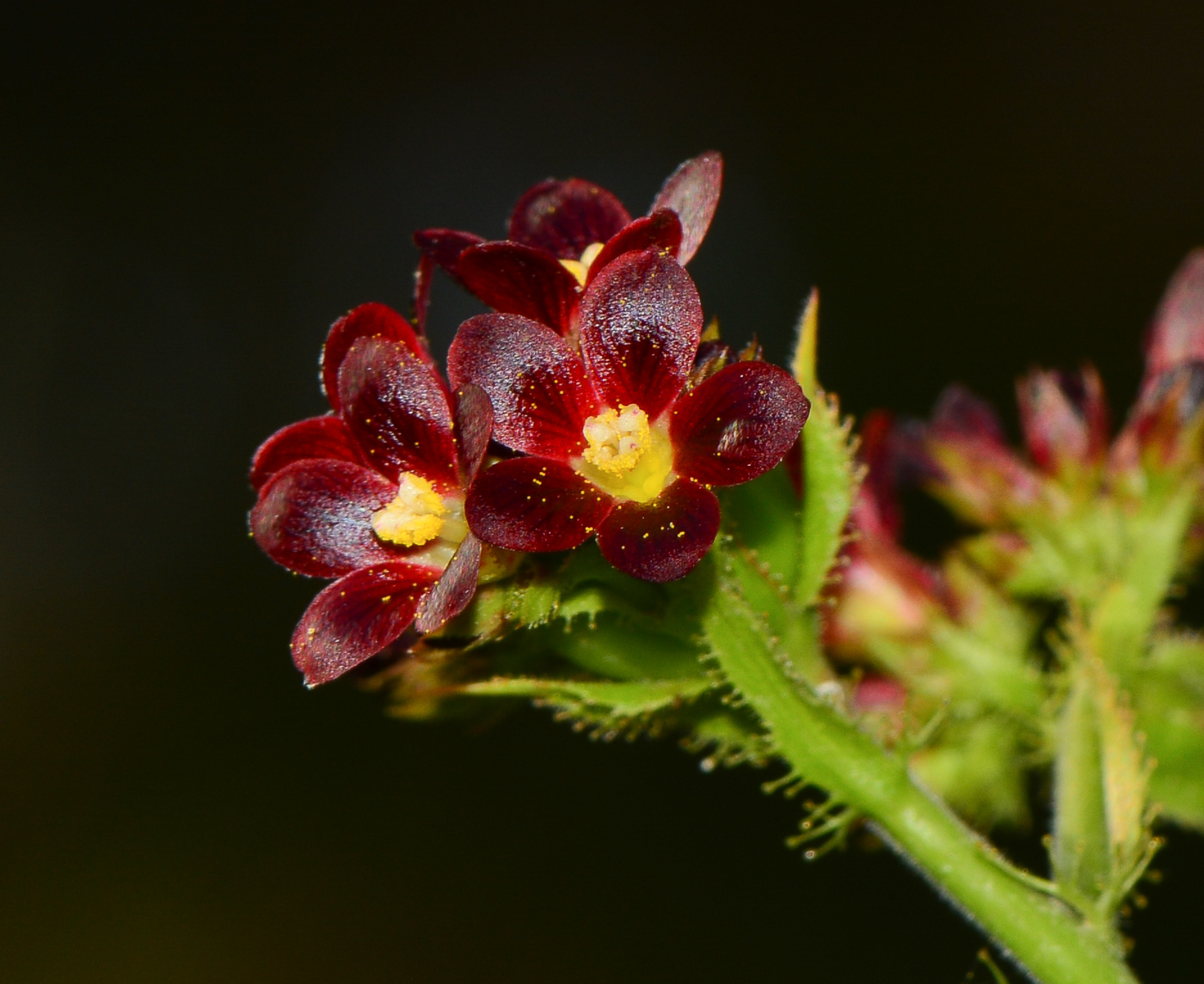 Image of Jatropha gossypiifolia specimen.