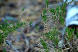 Calluna vulgaris