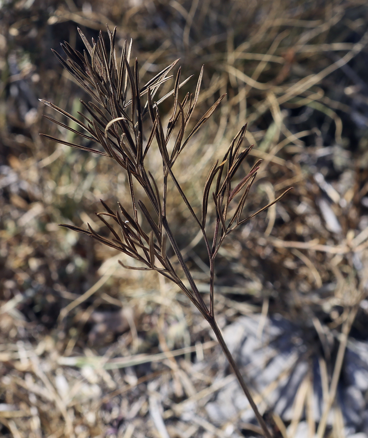 Изображение особи Peucedanum tauricum.