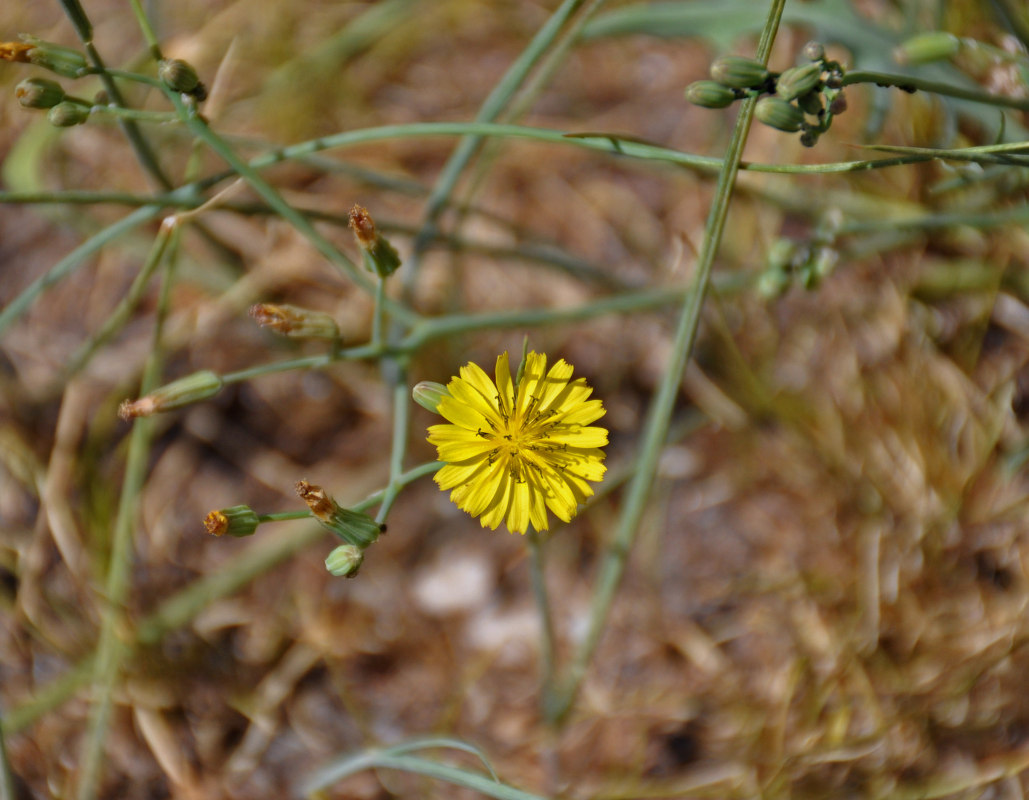 Image of Ixeridium gramineum specimen.