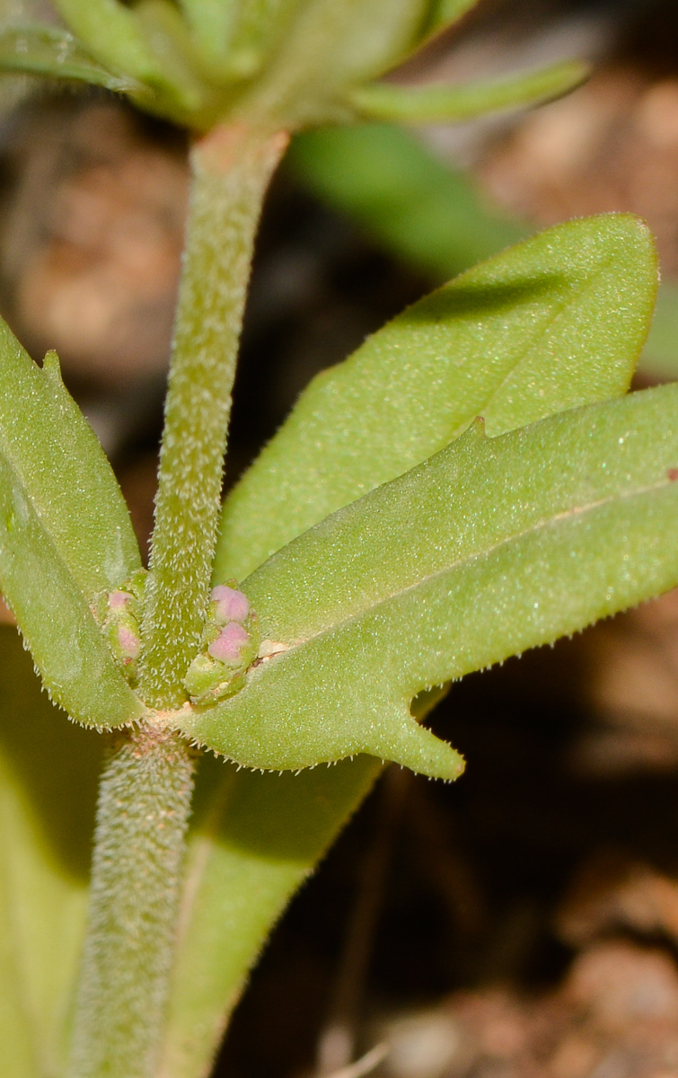 Image of Valerianella vesicaria specimen.