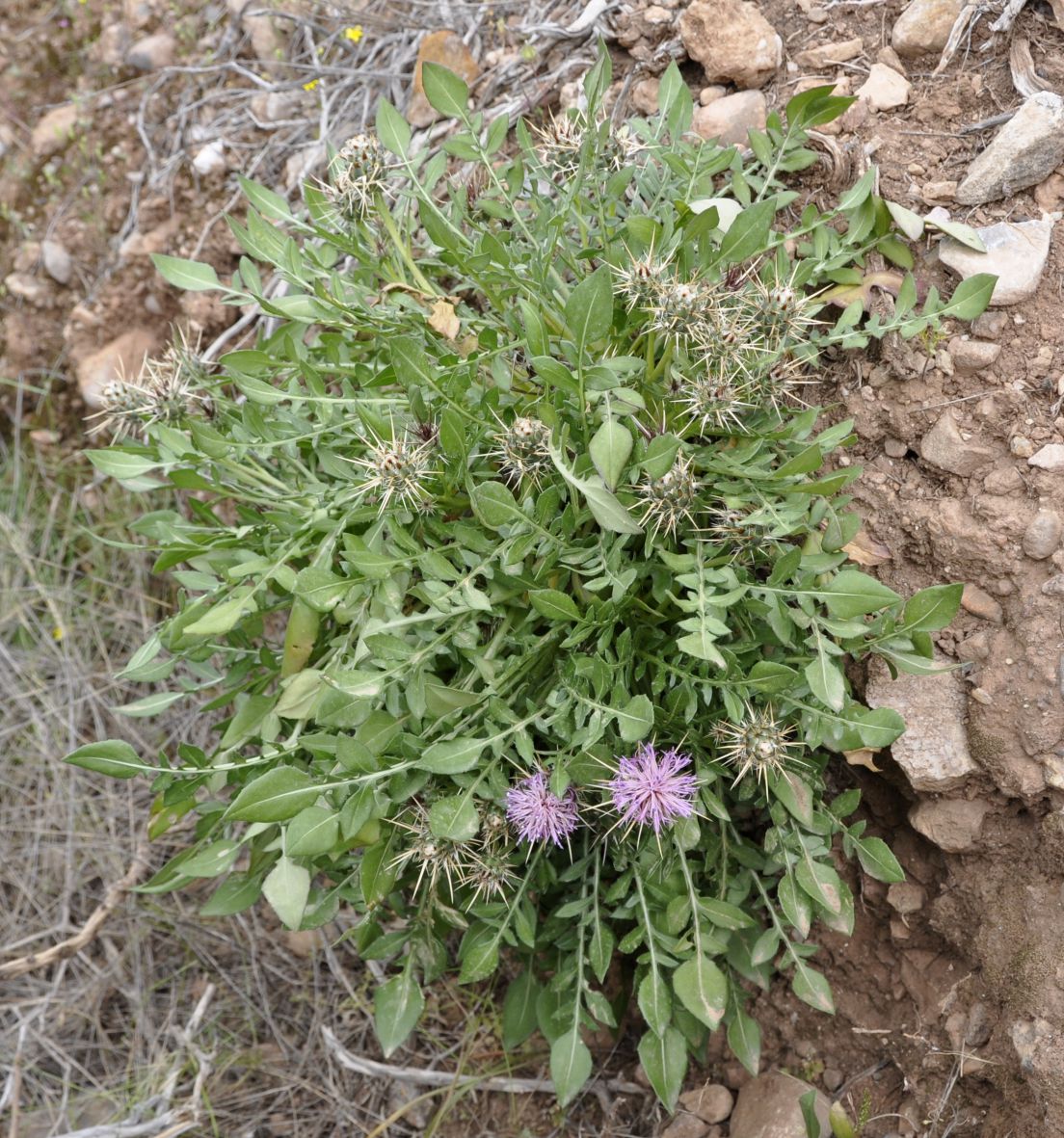 Image of Centaurea raphanina ssp. mixta specimen.