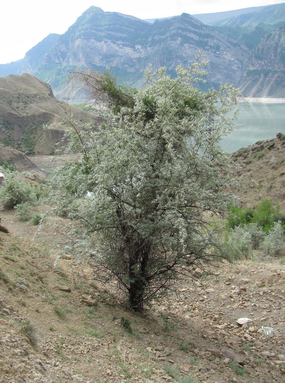 Image of Elaeagnus caspica specimen.