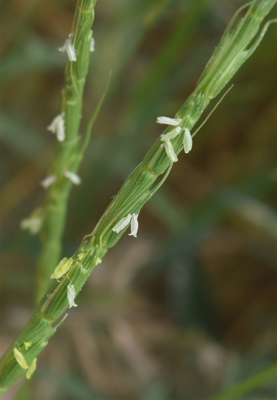 Image of Aegilops cylindrica specimen.