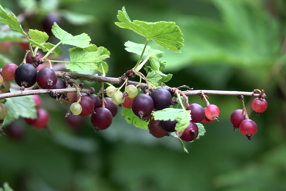 Image of Ribes &times; nidigrolaria specimen.