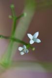 Смотреть изображение Galium odoratum