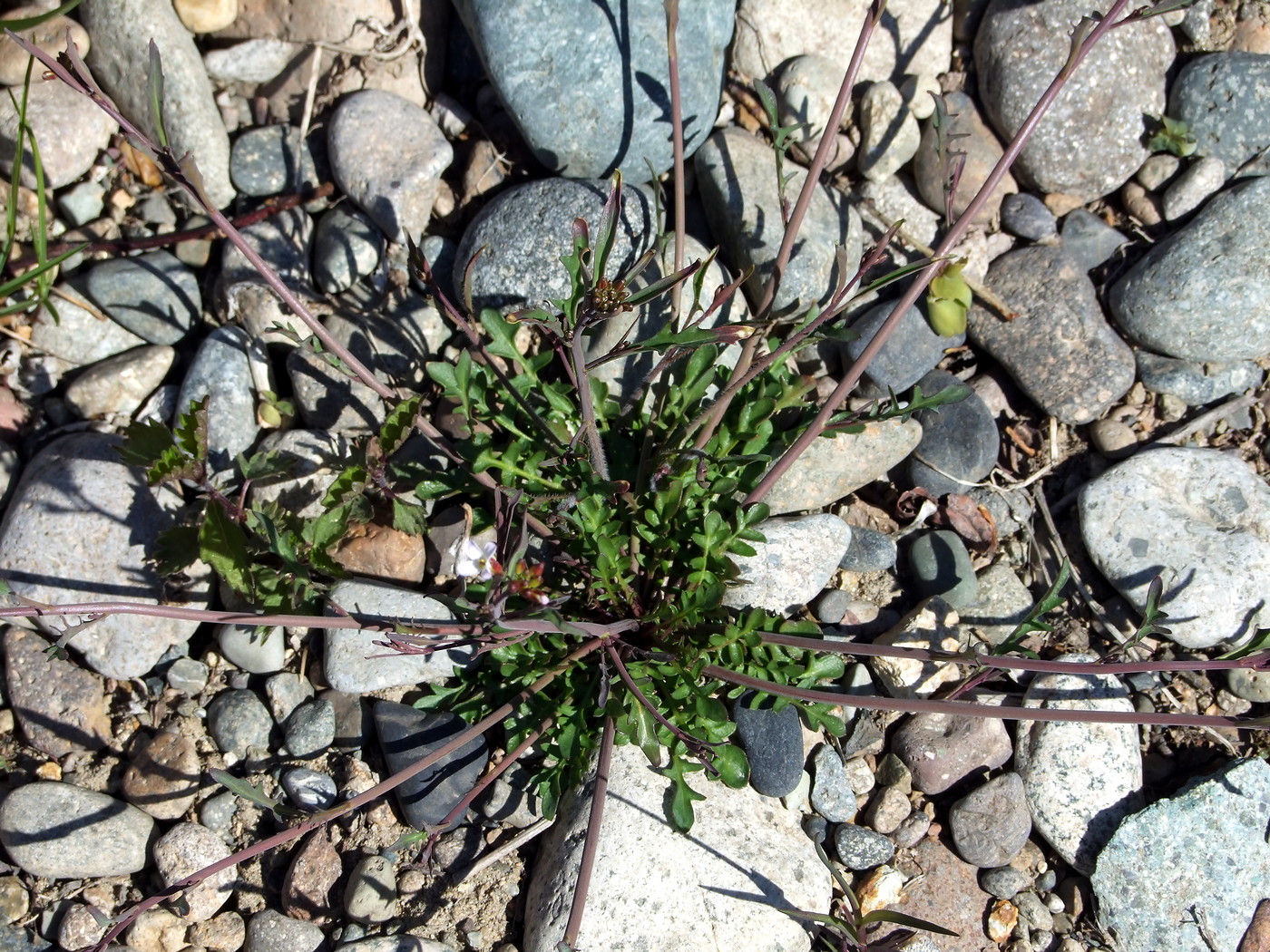 Image of Arabidopsis lyrata specimen.