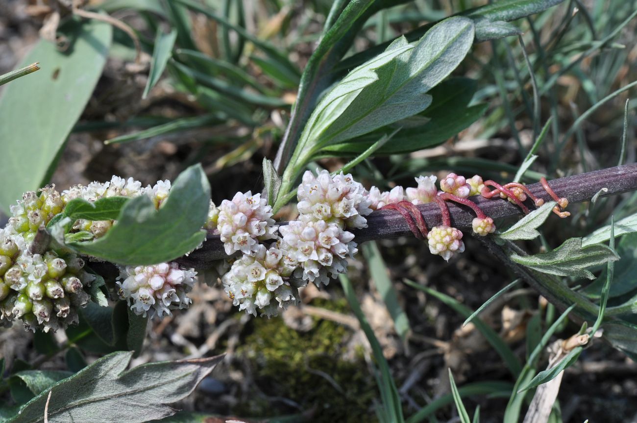 Image of genus Cuscuta specimen.