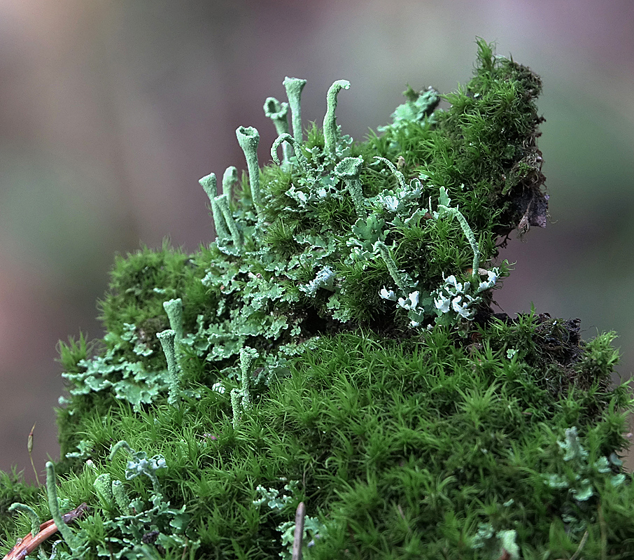 Изображение особи род Cladonia.