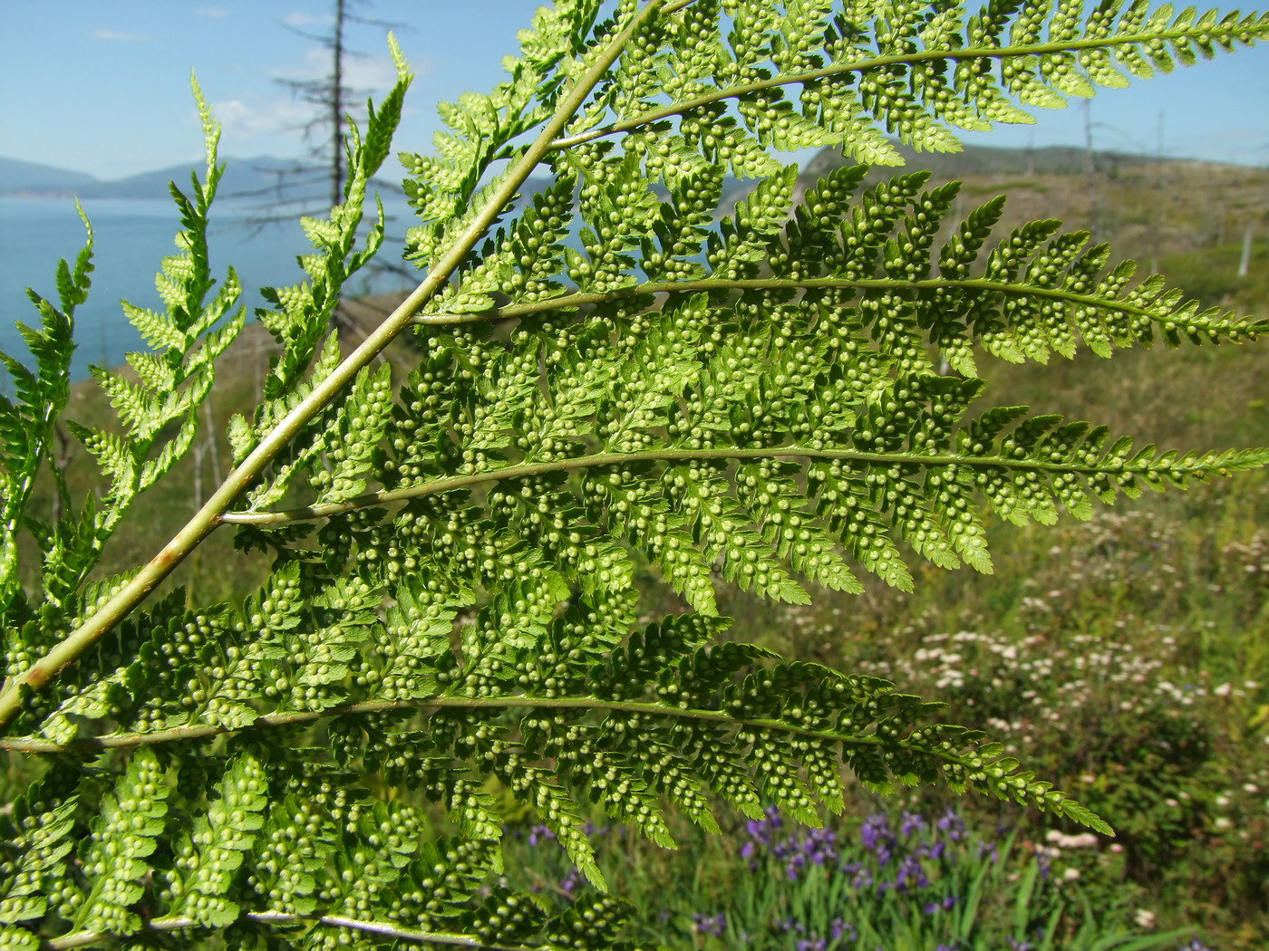 Image of Dryopteris expansa specimen.