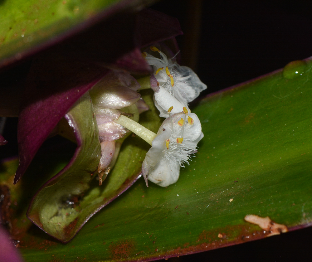 Image of Rhoeo spathacea specimen.