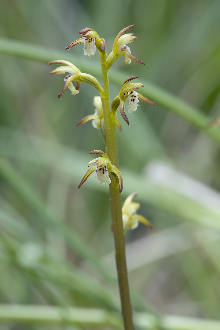 Изображение особи Corallorhiza trifida.