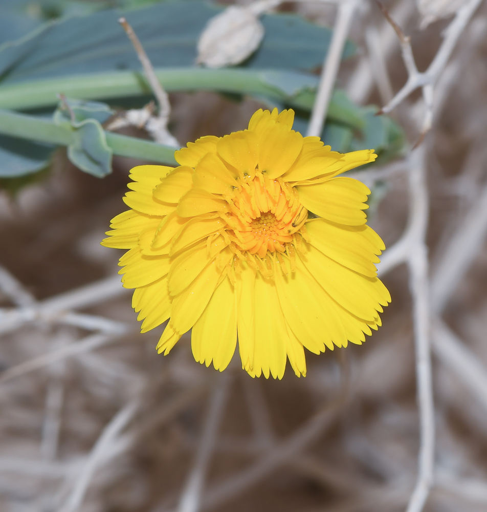 Image of Launaea angustifolia specimen.