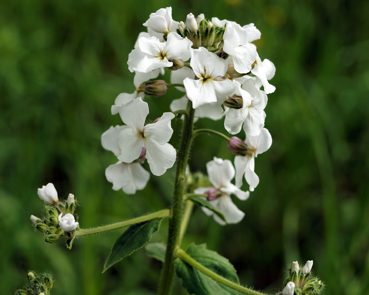 Image of Hesperis sibirica specimen.