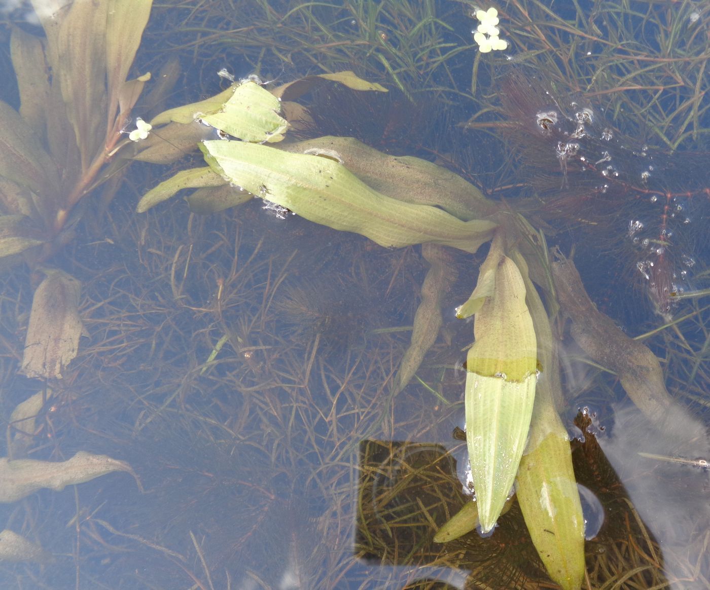 Image of Potamogeton alpinus specimen.