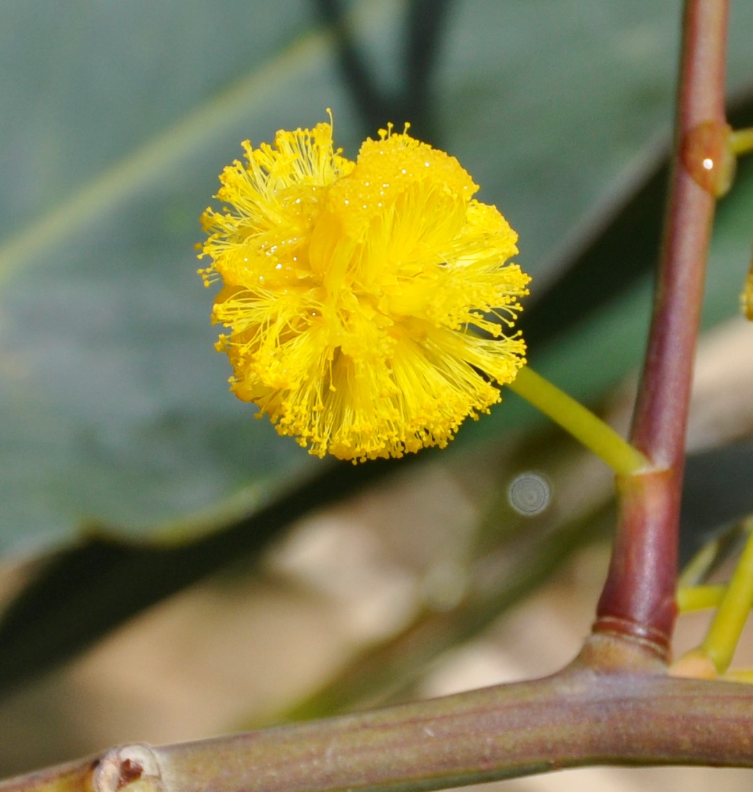 Image of Acacia saligna specimen.