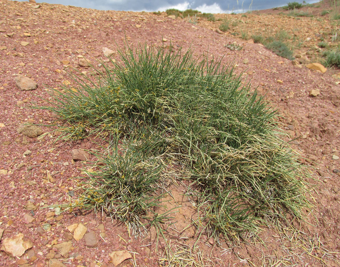 Image of Ephedra dahurica specimen.